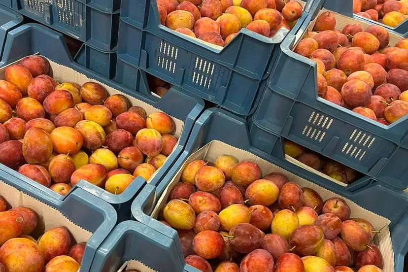 Vers fruit en groenten op de markt